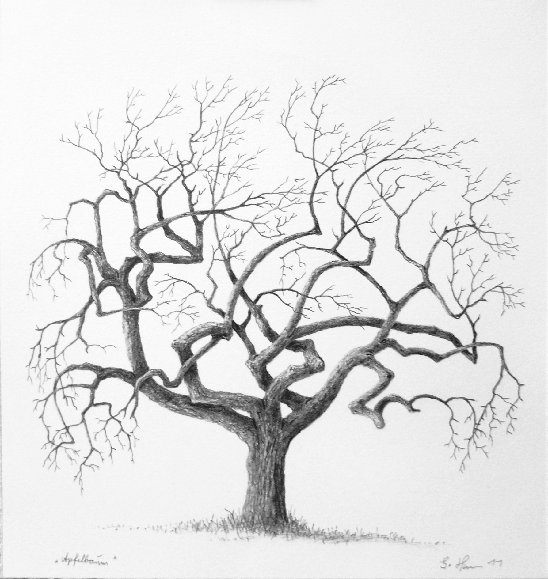 Abbildung von Apfelbaum 2011 von Günter Horn